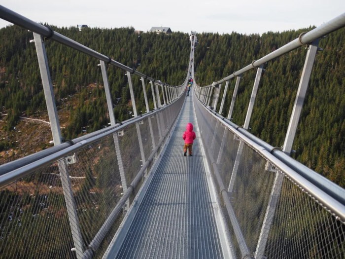 Most colorful garden plants