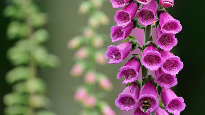 Tall toxic foxglove plants