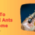 Getting Rid of Ants at Home A Comprehensive Guide