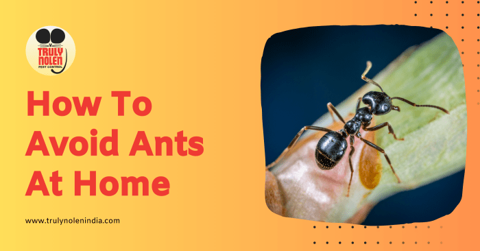 Getting rid of ants at home