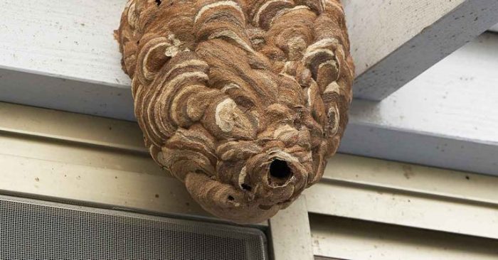 How to get rid of wasp nest