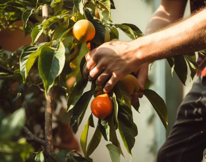 How to prune fruit trees