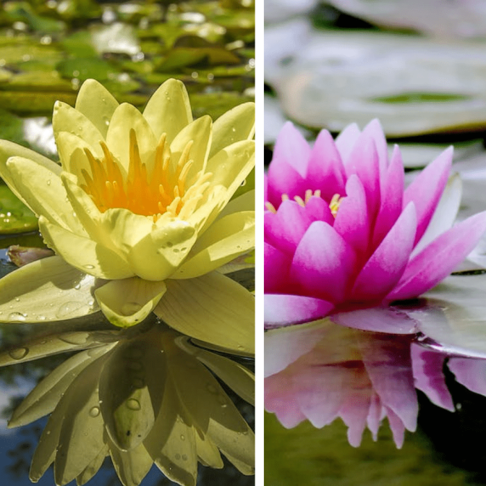 The Incomparable Waterlily and Lotus A Deep Dive