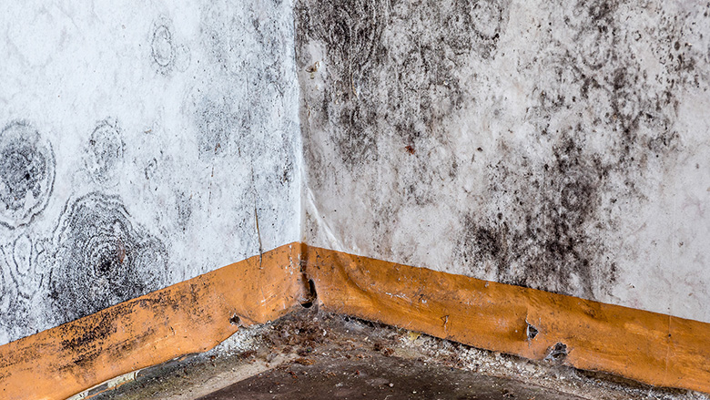 Is mold remediation worth it