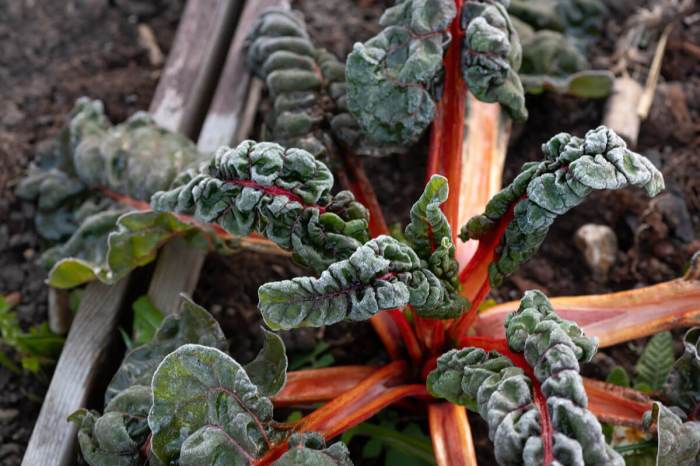 Ultimate List of Perennial Vegetables To Plant In Your Garden - Plants ... Gardener favorite perennial vegetables