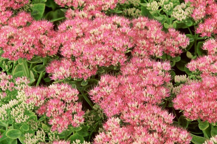Growing sedum showy stonecrop