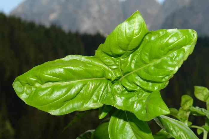 How to overwinter basil