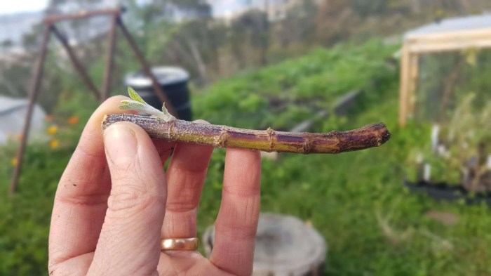 Make more plants with cuttings