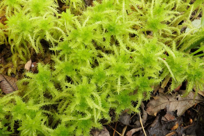 What is sphagnum moss