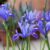Irises for Flower Garden A Complete Guide
