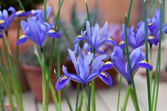 Irises for flower garden