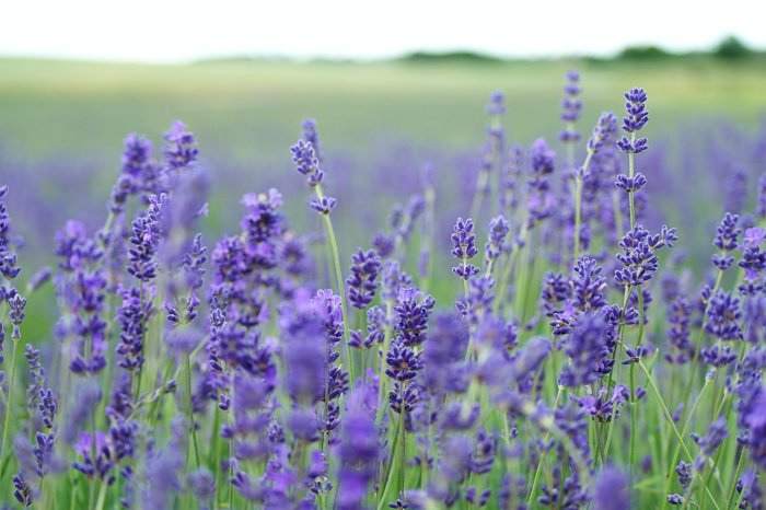 When Does Lavender Bloom? — Meadowlark Journal When does lavender bloom
