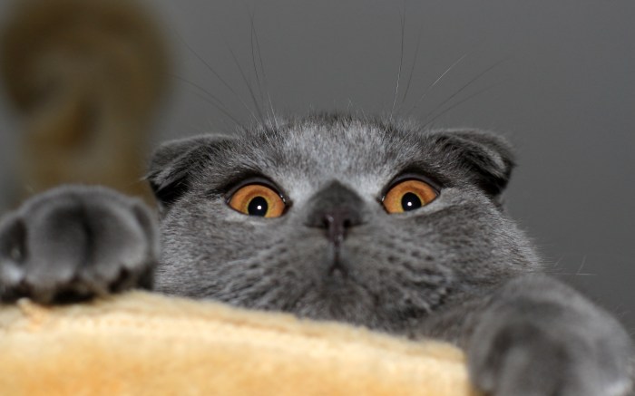 Cat tunnel christmas tree skirt