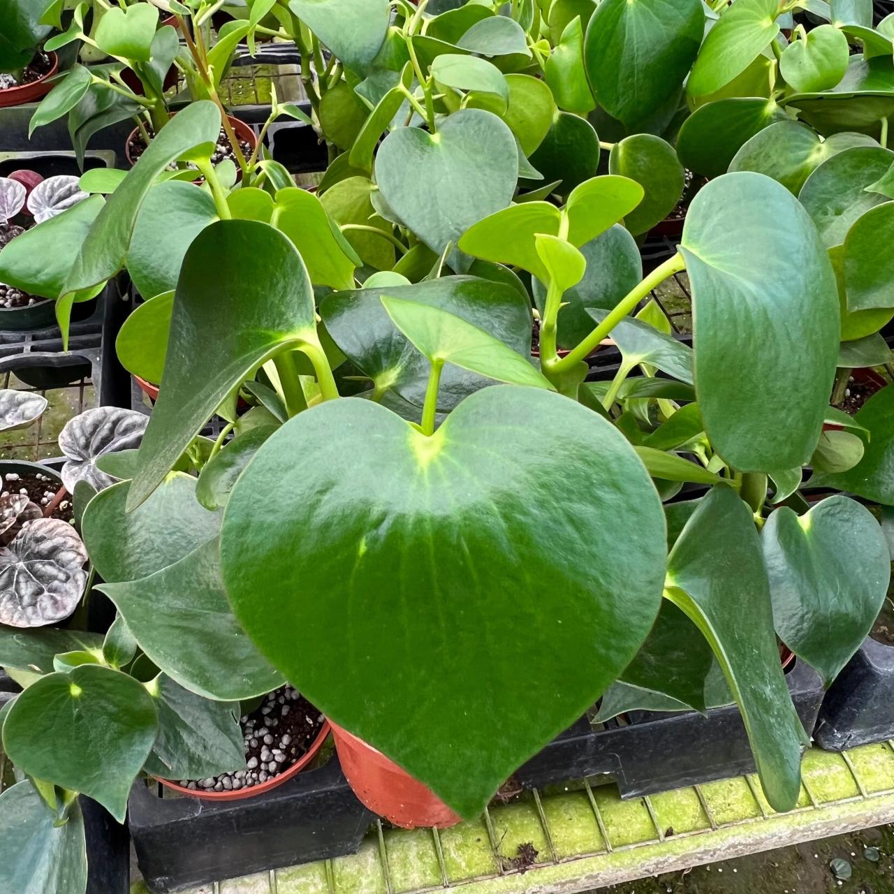 Peperomia obtusifolia growing guide