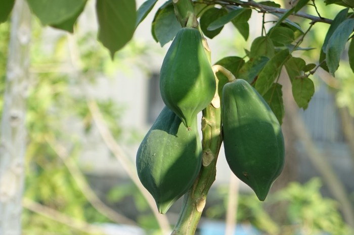 Pawpaw plant growing guide