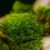 How to Grow Moss A Comprehensive Guide
