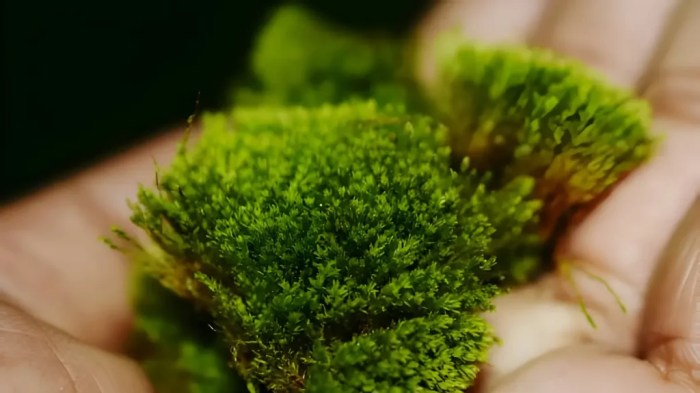 How to Grow Moss A Comprehensive Guide