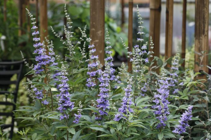 Chaste tree growing profile