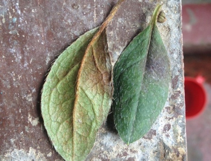 Identifying and controlling dog vomit fungus