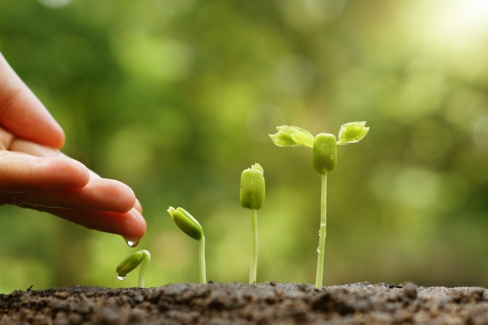 How to grow basil plants