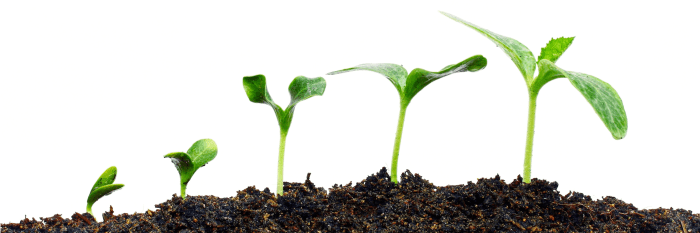 How to Grow Bears Breeches A Complete Guide