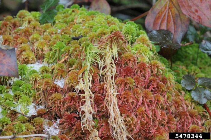 What is sphagnum moss