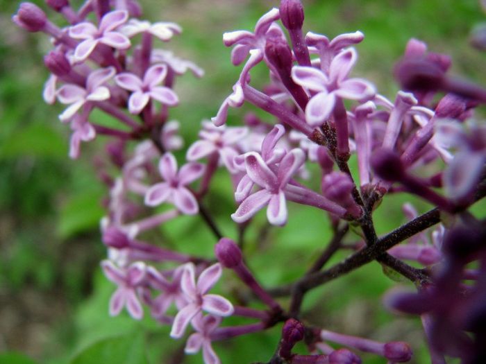 How to grow and care for bloomerang lilac