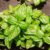 How to Overwinter Basil A Complete Guide