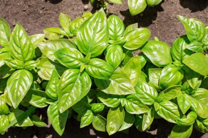 How to overwinter basil
