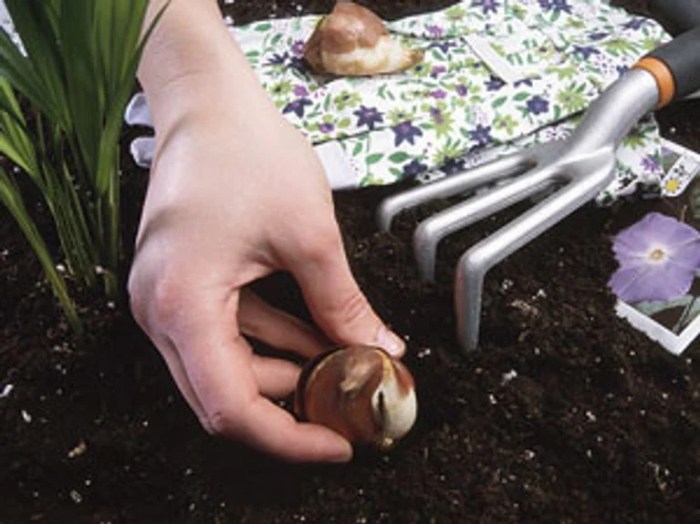 Gardening basics for beginners - Chatelaine Basic gardening knowledge for beginners