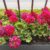 Growing Geraniums in Containers A Complete Guide