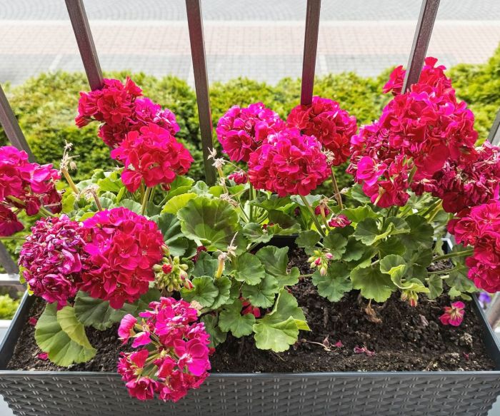 Growing geraniums in containers