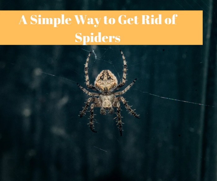 Does diatomaceous earth kill spiders