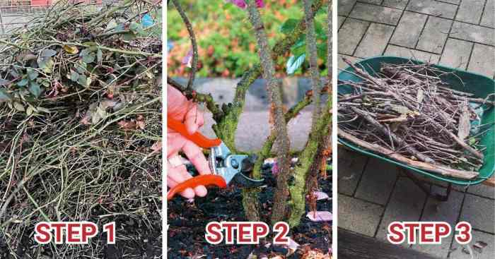 How to remove rose bushes