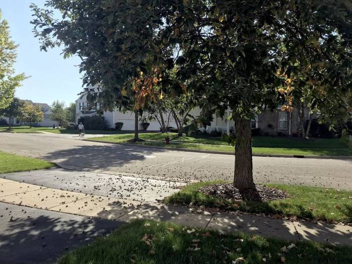 Plant acorns grow oaks