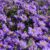 Perennial Aster Flower Plants A Gardeners Guide