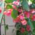 Grow Cane Type Begonias A Complete Guide
