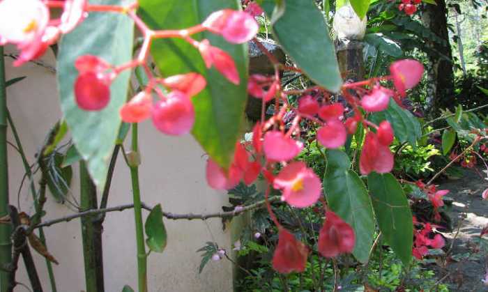 Begonias By The Bunch: Growing Tips - Epic Gardening Grow cane type begonias