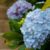 How to Grow and Care for Bigleaf Hydrangeas