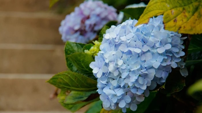 How to grow and care for bigleaf hydrangea