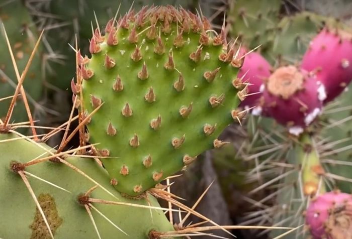 Prickly pear vs christmas cactus