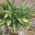 Grow Cast Iron Plants Aspidistra A Complete Guide