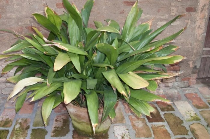 Grow cast iron plants aspidistra