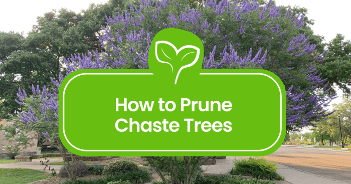 Chaste tree growing profile