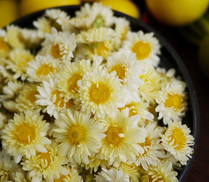 Chrysanthemum flowers what are hardy mums