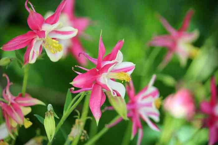 Botany of columbine flowers