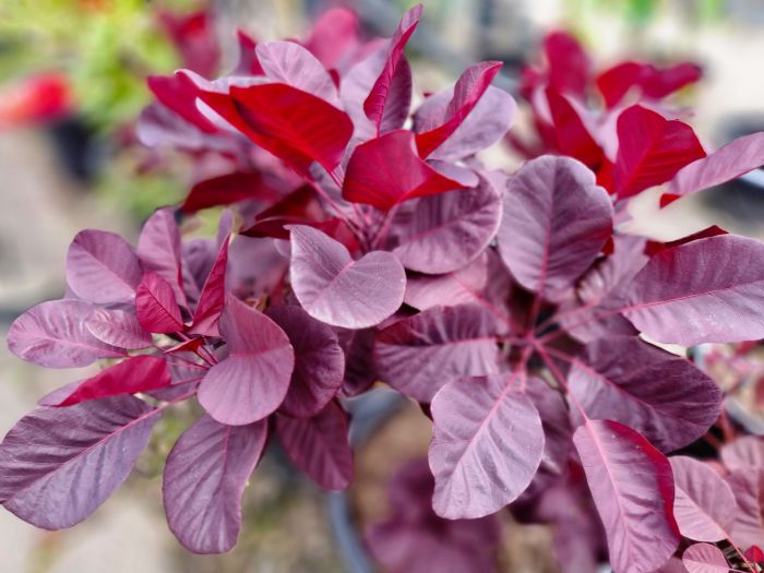 Growing a purple smoke bush