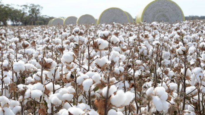 Cotton balls for keeping pests away