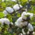 Cotton Balls for Keeping Pests Away A Natural Approach