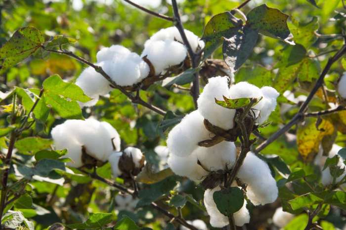 Cotton balls for keeping pests away